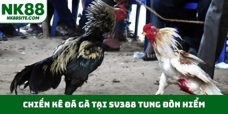 Chiến kê đá gà tại SV388 tung đòn hiểm