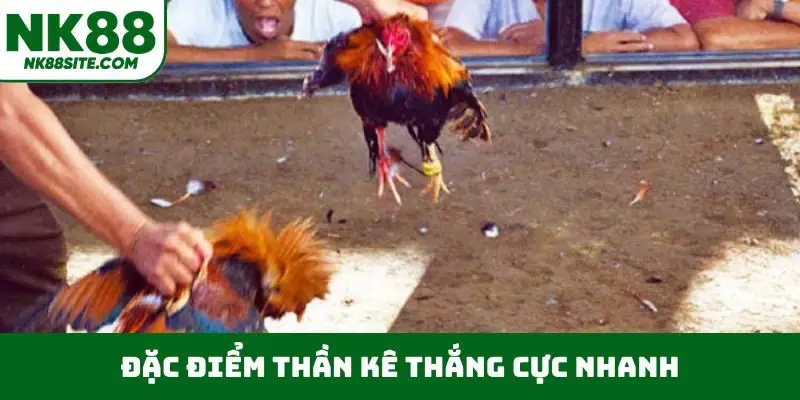 Đặc điểm thần kê thắng cực nhanh