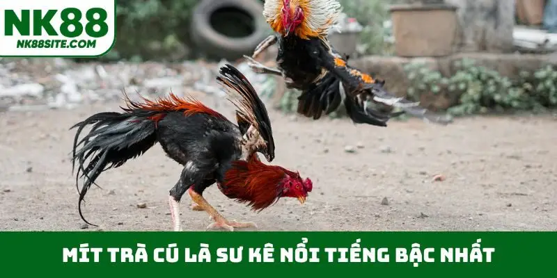 Mít Trà Cú là sư kê nổi tiếng bậc nhất